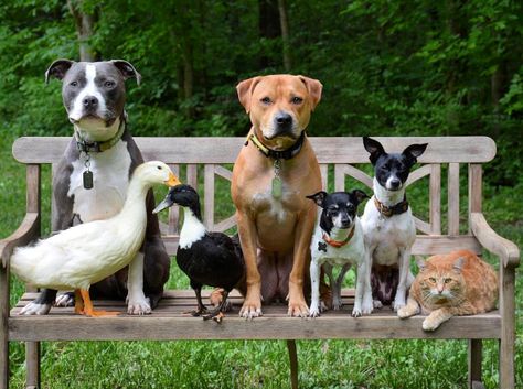 Four Dogs, Two Ducks, and a Cat All Live Together as One Big Happy Family Unusual Animal Friendships, Animals Friendship, Animal Groups, Weird Animals, Cute Cats And Dogs, Happy Family, Sweet Animals, Family Pet, Cute Funny Animals