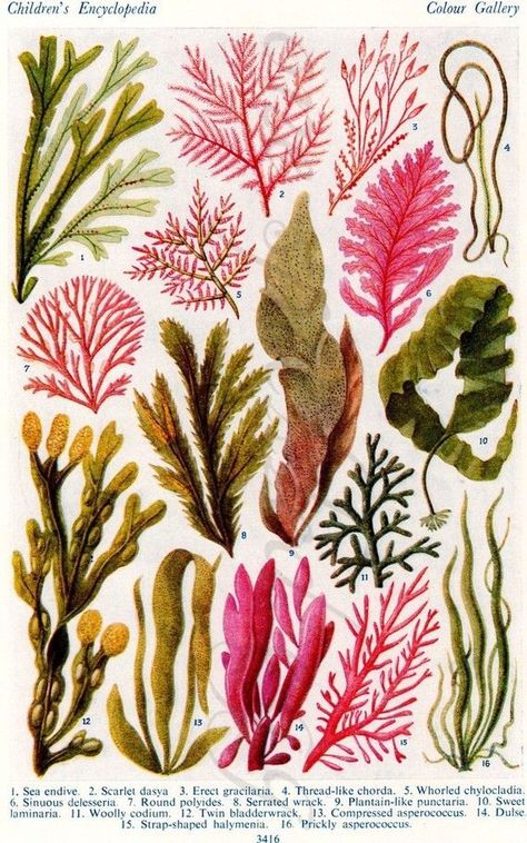 Underwater Plants, Sea Plants, Vintage Sea, Vintage Botanical Prints, Plant Illustration, Arte Animal, Microbiology, Vintage Botanical, Ocean Beach