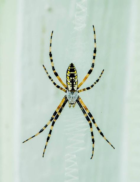 Banana Spider.... Banana Spider Drawing, Garden Spider Drawing, Banana Spider Tattoo, Banana Spider, Nail Vibes, Spider Drawing, Garden Spider, Bug Tattoo, Insect Tattoo