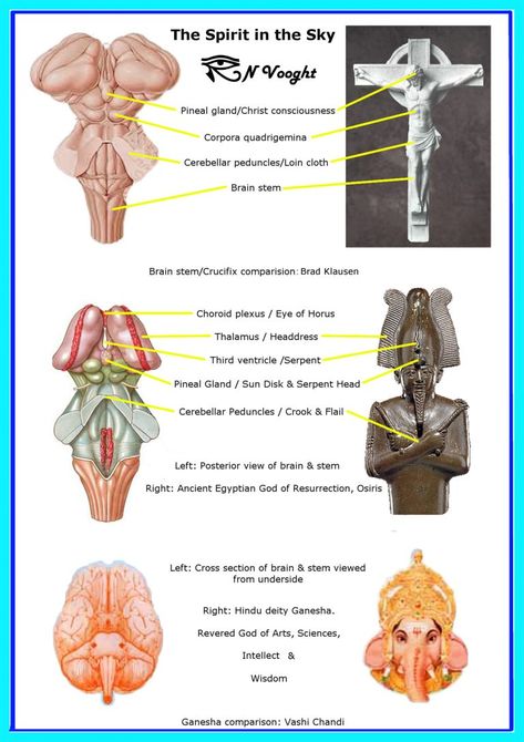 Choroid Plexus, Eye Horus, Loin Cloth, Graham Hancock, Christ Consciousness, Kemetic Spirituality, Ancient History Facts, Sacred Science, Brain Stem