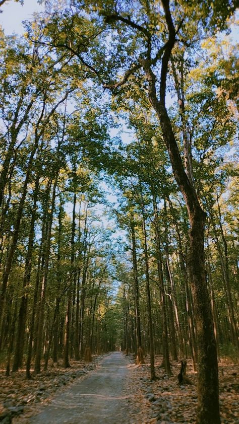 The beauty of Jim Corbett National park 10 Day Travel Wardrobe, 10 Day Travel Wardrobe Summer, Travel Wardrobe Summer, South India Tour, Corbett National Park, Jaipur Travel, Jim Corbett National Park, Kerala Travel, India Travel Guide