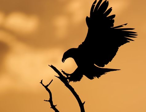 Bald eagle - Photographer Kevin Fleming finds beauty in the wild - Pictures - CBS News Eagle Shadow, Elk Silhouette, The Eagle Has Landed, Wild Pictures, Eagle Silhouette, Eagle Drawing, Eagle Wallpaper, Beautiful Scenery Photography, Silhouette Photography