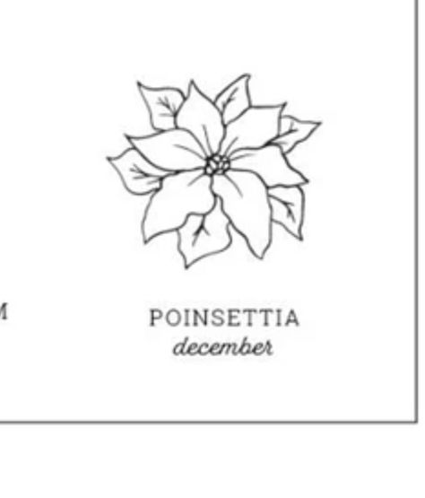 Small Poinsettia Tattoo, Ponsietta Tattoo, Poinsettia Line Drawing, Pointsetta Flower Tattoo, Poinsetta Tattoo Design, Pointsetta Tattoo Flower, Poinsettia Tattoo, Brow Room, Tattoo Collage