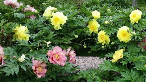 Love Itoh peonies? Here are five ways to bring these remarkable plants into your landscape. Peony Garden Design, Itoh Peony, Itoh Peonies, Pink Peonies Bouquet, Peony Garden, Planting Peonies, Making Plant Pots, Growing Peonies, Peonies Garden