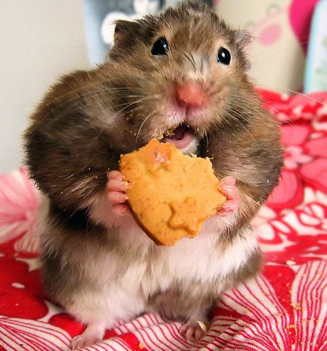 Hamsters Caught Stuffing Their Big, Fat Faces Catholic Humor, Animal Captions, Funny Hamsters, A Hamster, Chinchillas, Picture Captions, Workout Humor, Hamsters, Animal Quotes