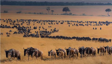 Where & When to see the Great Wildebeest Migration in Africa... Plan your safari right and you could see the most spectacular wildlife show on Earth!  #africa #wildebeestmigration #safari #migrationroute #captureafricatours #bucketlist #travel #wildlife https://www.captureafricatours.com/see-wildebeest-migration-2/ Migration Of Animals, Alien Illustration, Animal Migration, Wildebeest Migration, Calving Season, Great Migration, Maasai Mara, The Great Migration, Africa Tour