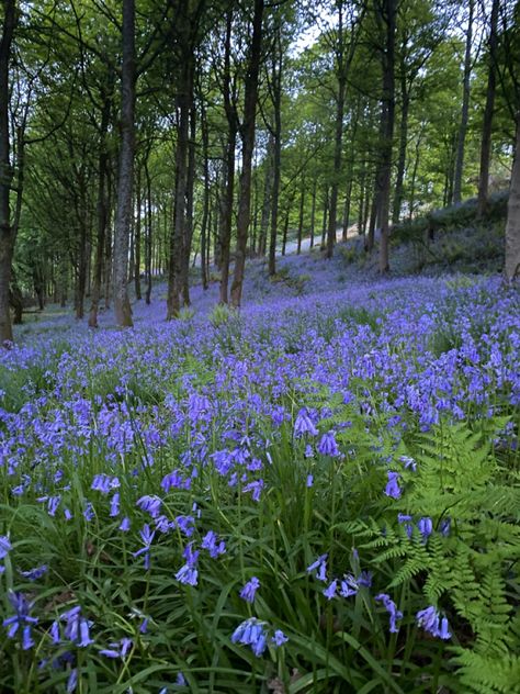 Fields of bluebells Bluebells Bouquet, Bluebells Aesthetic, Bluebell Field, Bluebells Flower, Biomes Project, Bluebell Flowers, English Bluebells, Bluebell Flower, Virginia Bluebells