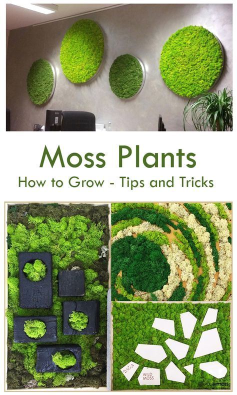 Looking to grow #moss #plants? We offer you details on how to grow moss plants #indoors & create moss Eco-friendly houses using innovative techniques. We also share info on moss #graffiti and moss wall art for your benefit Diy Garden Wall, Grow Moss, Moss Graffiti, Plants Tips, Growing Moss, Moss Plant, Trendy Diy, Moss Wall Art, Deco Nature