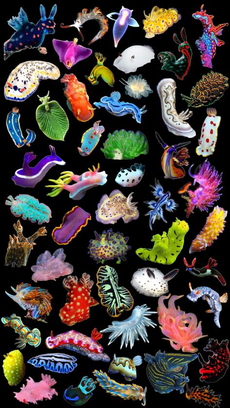 #seaslugs Deep Sea Creatures, Bio Art, Sea Slug, Alien Concept Art, Bugs And Insects, Slug, Ocean Creatures, Cute Wallpaper Backgrounds, Creature Design