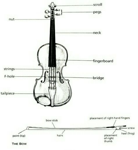 The parts of a violin Violin Diagram, Violin, For Kids, Sketch, Quick Saves