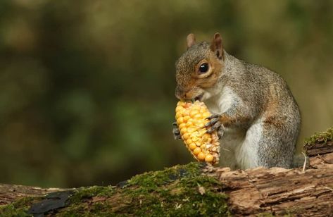 Squirrel Food Recipes, Food For Squirrels, What To Feed Squirrels, Squirrel Snacks, What Do Squirrels Eat, Feeding Squirrels, Squirrel Food, Animal Treats, Habitat Garden