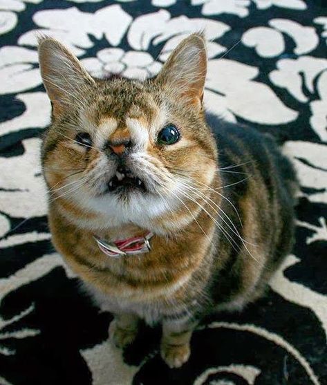 Spread the love for this special looking cat with a birth disability #disability #specialcat #catlove Ugliest Cat, Cutest Cats Ever, Cleft Lip, Ugly Cat, Cute Cats And Kittens, Raise Funds, Sweet Animals, Cats Meow, Beautiful Cat