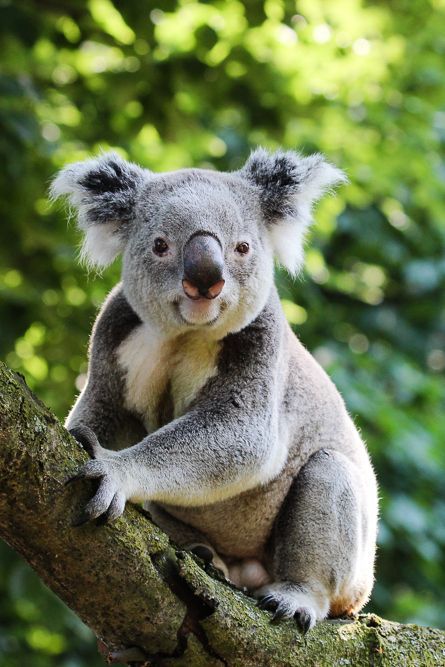 Koala Marsupial, Koala Bear, Reptiles, Koala, Beauty And The Beast, Fur Babies, New Zealand, Cute Animals, Animals