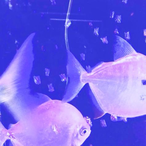 blue purple aura aesthetic Kokomi Fish, Purple Mermaid Aesthetic, Seapunk Aesthetic, Kokomi Aesthetic, Sangonomiya Kokomi, Pretty Fish, Photographie Portrait Inspiration, Ex Machina, Ethereal Art