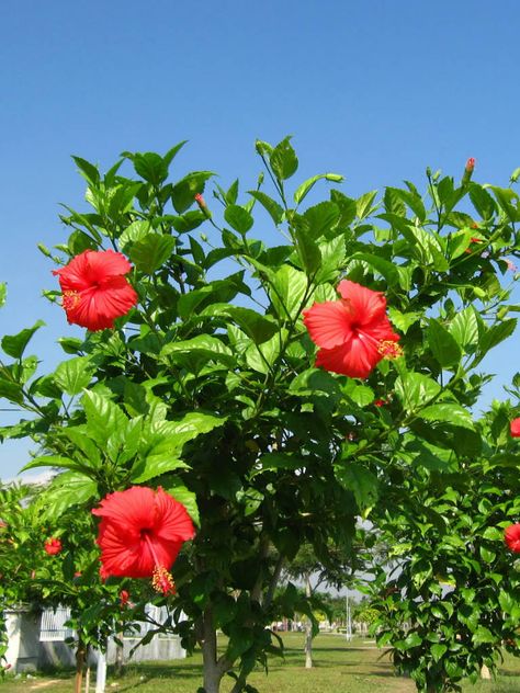 Hibiscus rosa-sinensis (Chinese Hibiscus, China Rose) → Plant characteristics and more photos at: http://worldoffloweringplants.com/?p=99  "A flower cannot blossom without sunshine, and man cannot live without love." - Max Muller Chinese Hibiscus, Hibiscus Tree, Hibiscus Garden, Hibiscus Plant, China Rose, Planting Shrubs, Water Gardens, Peonies Garden, Planting Roses