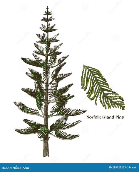 Illustration about Norfolk Island pine tree with branch colorful vector hand drawn illustration in vintage style. Coniferous trees series. Illustration of leaf, beautiful, fresh - 298722263 Norfolk Pine Tree Tattoo, Inspiring Embroidery, Pine Tree Illustration, Norfolk Island Pine, Pine Tattoo, Pine Tree Drawing, Series Illustration, Coniferous Trees, Pine Tree Tattoo