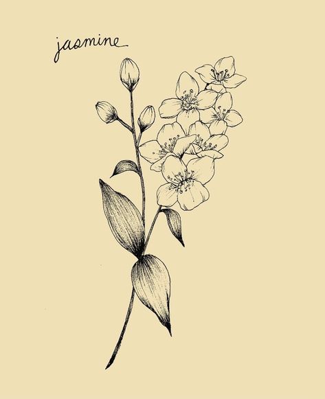 @kenzie.tatz on Instagram: “jasmine flash 🪴 . . . . . . #handpoke #sticknpoke #tattoo #art #tats #ink #drawing #artist #local #free #design #tattooideas #new #fineline…” Jasmine Tattoo Design, Star Jasmine Flower Tattoo, Jasmine Flower Drawing Tattoo, Jasmine Flower Tattoo, Gardenia Tattoo, Jasmine Drawing, Brown Tattoo Ink, Jasmine Tattoo, Vine Drawing