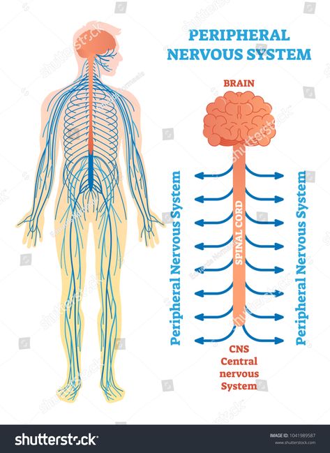 Peripheral nervous system, medical vector illustration diagram with brain, spinal cord and nerves. Educational scheme poster. #Ad , #Affiliate, #vector#illustration#diagram#medical Nervous System Diagram, Spinal Cord Anatomy, Nervous System Anatomy, Nervus Vagus, Medical Vector, Human Nervous System, Brain System, Peripheral Nervous System, Sjogrens Syndrome