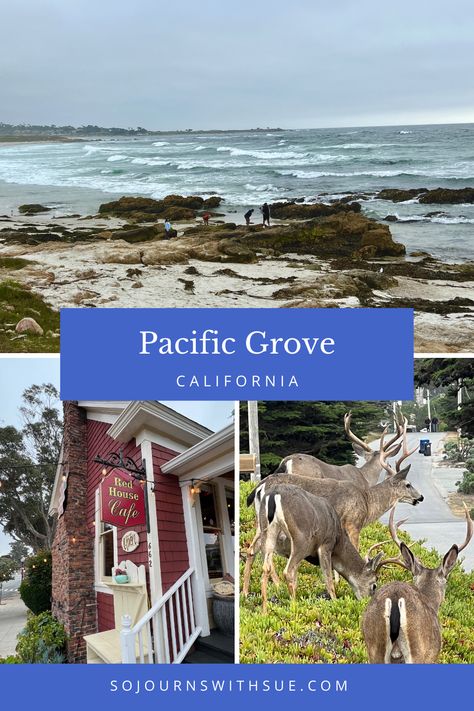 Pacific Grove California, Carmel California, Me And My Dog, Cafe House, Pacific Grove, Tide Pools, Red House, Seaside Towns, Beach Town