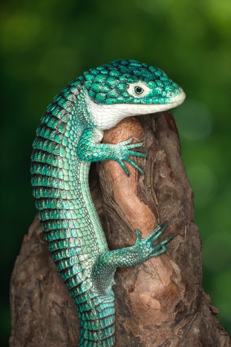 Mexican alligator lizard - Jim Zuckerman Photography Alligator Lizard, Colorful Lizards, Pet Lizards, Cute Lizard, Japan Picture, Cute Reptiles, Interesting Animals, Reptiles And Amphibians, Weird Animals