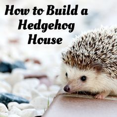 DIY Hedgehog House for Your Prickly Pal Hedgehog Habitat Ideas, Hedgehog House Plans, Diy Hedgehog House, Diy Hedgehog, Hedgehog Habitat, Hedgehog Accessories, Hedgehog Care, Pet Hedgehog, Hedgehog Cage