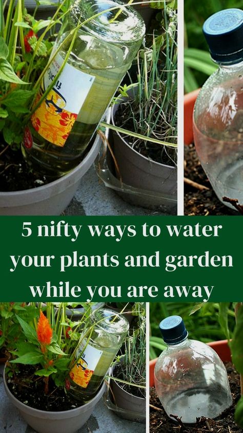 #gardeninghacks #gardenhacks #gardentips #gardenideas Watering Plants Diy, Self Watering Bottle, Modern Indoor Plants, Diy Self Watering Planter, Easy Gardening Hacks, Wine Bottle Garden, Plant Watering System, Self Watering Containers, Garden Watering System