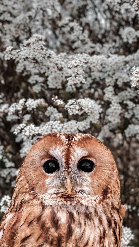 Owls Aesthetic, Owl Aesthetic, Wallpaper Background Design, Cute Owls Wallpaper, Owl Photography, Owl Wallpaper, Pencil Sketch Images, Owl Photos, Owl Pet