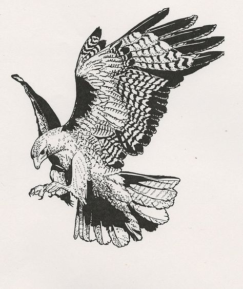 Black Hawk Bird, Hawk Drawing, Falcon Tattoo, Hawk Tattoo, Hawk Bird, Eagle Drawing, Eagle Tattoos, Eagle Tattoo, Red Tailed Hawk