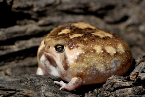 Common Rain Frog (Breviceps adspersus) from Ehlanzeni, South Africa on July 27, 2018 at 11:26 AM by Joubert Heymans · iNaturalist African Rain Frog, Common Rain Frog, Frog Pixel Art, Rain Frogs, Rainforest Frog, Rain Frog, Frog Pictures, Cute Reptiles, Draw The Squad