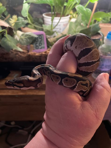 Classic Ball Python, where all today’s morphs originated from. Aka the Royal Python, a name that fits them quite well. Classic Ball Python, Hall Python, Python Royal, Royal Python, Danger Noodle, Volleyball Photography, Python Regius, Ball Python Morphs, Ball Pythons