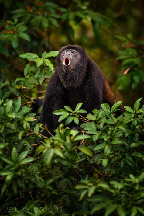 Howler Monkey | Costa Rica Costa Rica Animals, Monkey Wood, Costa Rica Wildlife, Howler Monkey, Visit Costa Rica, Tropical Vacations, Tropical Animals, Animal Book, Bunny Pictures