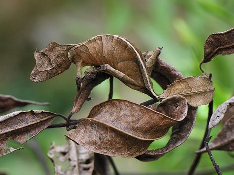 Satanic Leaf Tailed Gecko, Snowdonia, Dry Leaf, Reptiles And Amphibians, Amazing Animals, Nature Images, Gecko, Tasmania, Amphibians