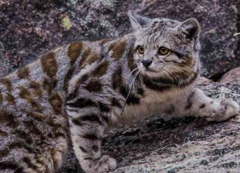 Andean mountain cat Andean Cat, Mountain Cat, Hiking Cat, Andean Mountain Cat, Short Faced Bear, Norway Forest Cat, Asian Leopard Cat, Hairless Dog, Small Wild Cats