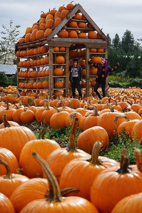 Pumpkin Picking Outfit, Pumpkin Patch Photos, Haunted Corn Maze, Pumpkin Patch Corn Maze, Goth Travel, Halloween Pumpkin Patch, Halloween Sweaters, Goth Egirl, Best Pumpkin Patches