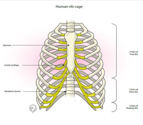 The sternum or breastbone is a long flat bone located in the central part of the chest. It connects to the ribs via cartilage and forms the front of the rib cage, thus helping to protect the heart, lungs, and major blood vessels from injury. Human Body Bones, Thoracic Cage, Human Rib Cage, Thoracic Cavity, Heart Lungs, Nursing School Motivation, Basic Anatomy And Physiology, Heart And Lungs, Android Wallpaper Flowers