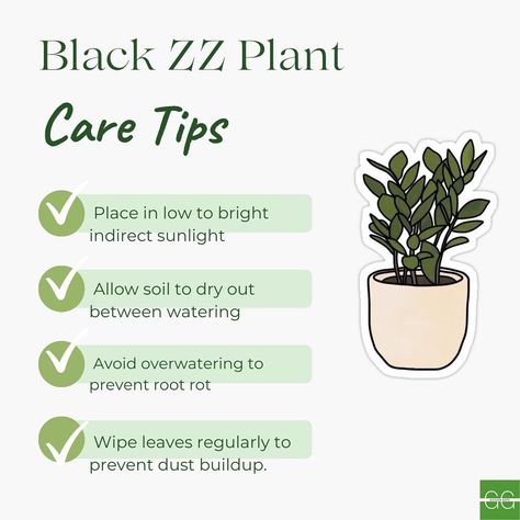 Black ZZ plant care made easy! 🌿🖤 Follow these 4 simple steps to keep your plant looking sleek and healthy. Zzz Plant Care, Black Zz Plant Care, Raven Zz Plant Care, Black Zz Plant, Indoor Forest, Zz Plant Care, Planting Ideas, Zz Plant, Plant Stands