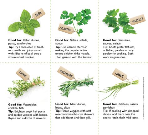 6 Must-Have Herbs for Your Garden Spices Blends, Cilantro Parsley, Whole Wheat Crackers, Favorite Soups, Spice Garden, Weary Soul, Juicy Tomatoes, Chicken Tikka Masala, Tikka Masala