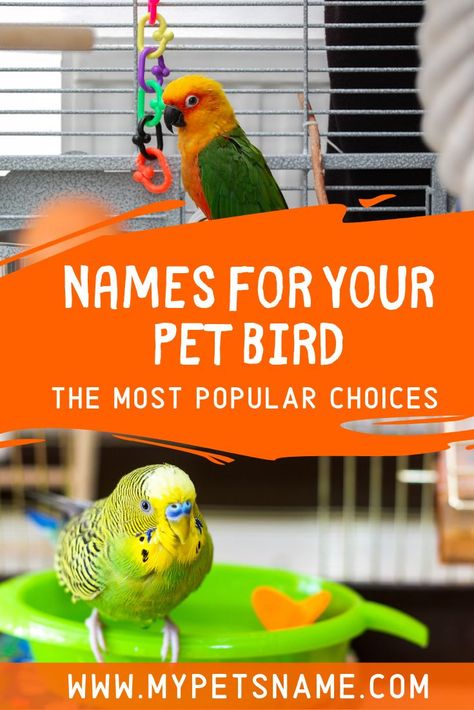 Good Pet Names, Pet Bird Names, Budgie Names, Parakeet Names, Birds Name List, Russian Names, Baby Parakeets, Parrot Ideas, Cool Pet Names