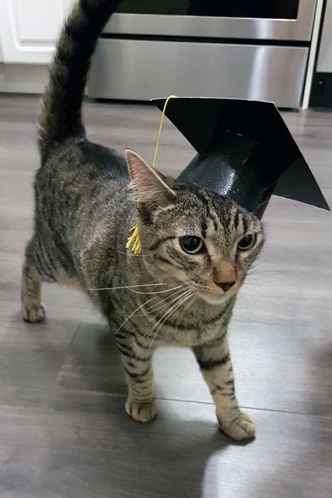 Cat With Graduation Cap, Cat Graduation Cap, College Cat, Congratulations Images, Grad Cap Decorated, Graduation Photography Poses, Image Cat, Graduation Photography, Cap Decorations