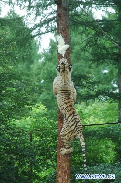 Tiger Climbing, Scottish Animals, Tiger Pictures, Cats For Sale, Tiger Art, Pretty Animals, Majestic Animals, Tiger Tattoo, Crazy Cat Lady