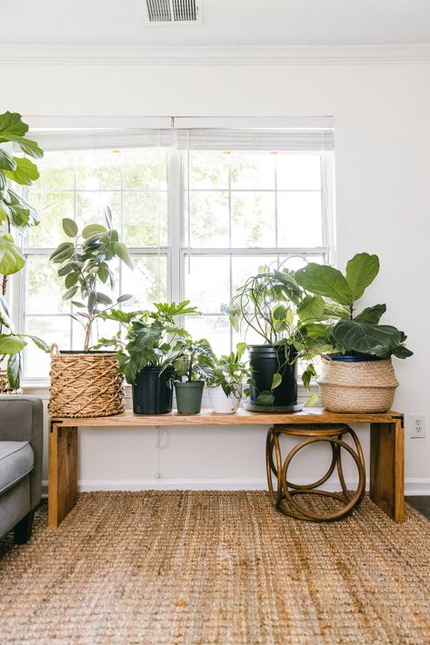 DIY Stained Plant Bench - Live Pretty on a Penny Diy Plant Bookcase, Cute Plant Stands, Modern Farmhouse Plant Stand, Diy Window Plant Stand, Window Tables Ideas, Plant Area Indoor, Plant Table Indoor Window, Table Plants Indoor, Indoor Bench Decor