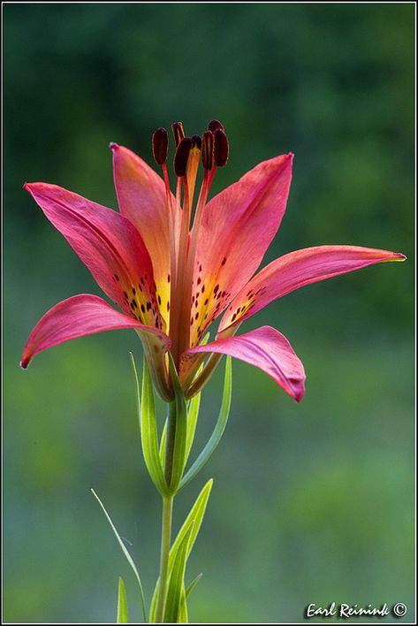 Botanical Sketchbook, Oil Painting Nature, Plant Aesthetic, Daylilies, Flower Art Painting, Lily Flower, Flower Pictures, Dream Garden, Painting Inspiration