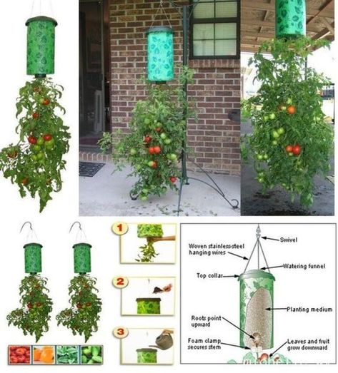 Upside Down Tomato Planter, Hanging Tomato Plants, Growing Tomatoes Indoors, Tomato Planter, Tomatoes In Containers, Growing Tomato Plants, Tomato Farming, Hydroponic Garden, Tomato Growing