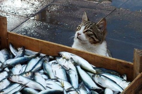 Cats are known to love fish, whether they’re watching them, playing with them, or eating them. So to celebrate Go Fishing Day (June 18, 2018), we’re showing off some of the cats that just can’t help their love for fish. Storytelling Images, Silly Kitty, Adorable Cats, Kitten Pictures, Domestic Cat, Kitty Cats, Cats Meow, Beautiful Cats, 귀여운 동물