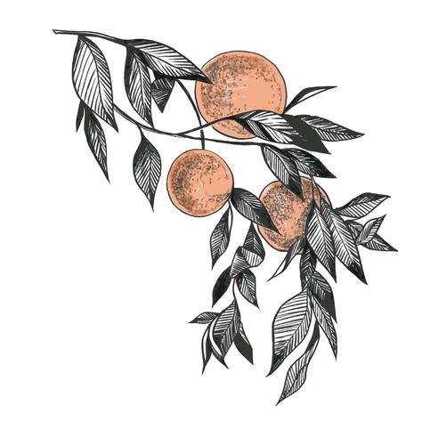 orange branch drawing graphics design liner Fruit Branch Drawing, Orange Mushroom Tattoo, The Priory Of The Orange Tree Tattoo, Tangerine Branch Tattoo, Orange Drawing Black And White, Citrus Branch Tattoo, Clementine Tree Tattoo, Orange Branch Drawing, Orange Blossom Sketch