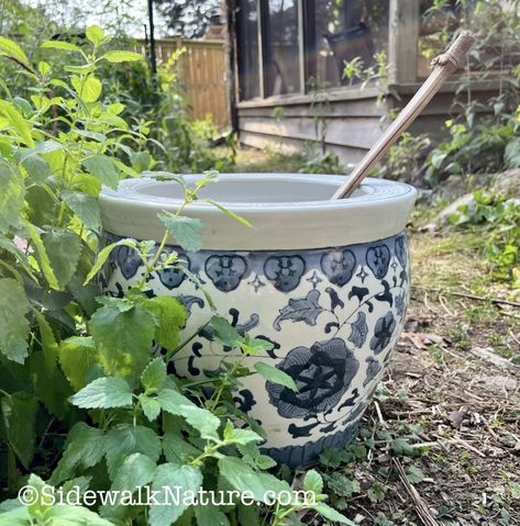 (Doom-it-Yourself) Mosquito Bucket Styles – Sidewalk Nature Mosquito Bucket Of Doom, Hackberry Tree, Mosquito Dunks, Mosquito Larvae, Bucket Ideas, Nature Story, Homestead Ideas, Mosquito Trap, Living Skills