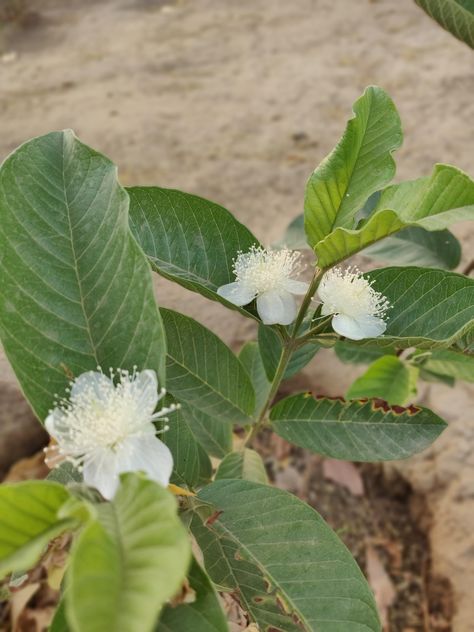 Our first ever Guava plant has started to flower.. has never seen Guava fruit flowers before :) Guava Flower, Philippine Flowers, Guava Plant, Gardening Tools Names, Guava Tree, Guava Fruit, Sun House, Tropical Sun, Starting A Vegetable Garden