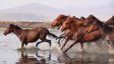 Wild Horses Running Videos, Horse Running Video, Wild Horse Videos, Horse Gif, Cai Arabi, Horses On The Beach, Horse Video, Herd Of Horses, Wild Horses Mustangs