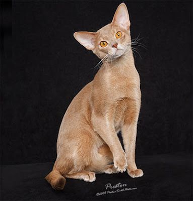 Fawn Abyssinian Cat, Cat With Brown Eyes, Somali Cat, Abyssinian Kittens, Beige Cat, Pinkish Beige, Cat References, Warrior Pose, Warrior Cat Oc