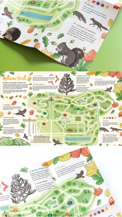 illustrative map with delicate illustrations of autumnal animals and plants featured on an annotated map of the Chatsworth grounds Leaflet Map, Event Poster Design Inspiration, Leaflet Layout, Monkey Puzzle Tree, Nature Projects, Infographic Map, Paper Boy, Chatsworth House, Trail Map